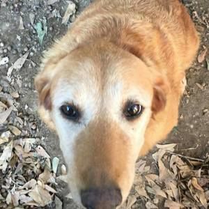 Meet your Posher, Dewey